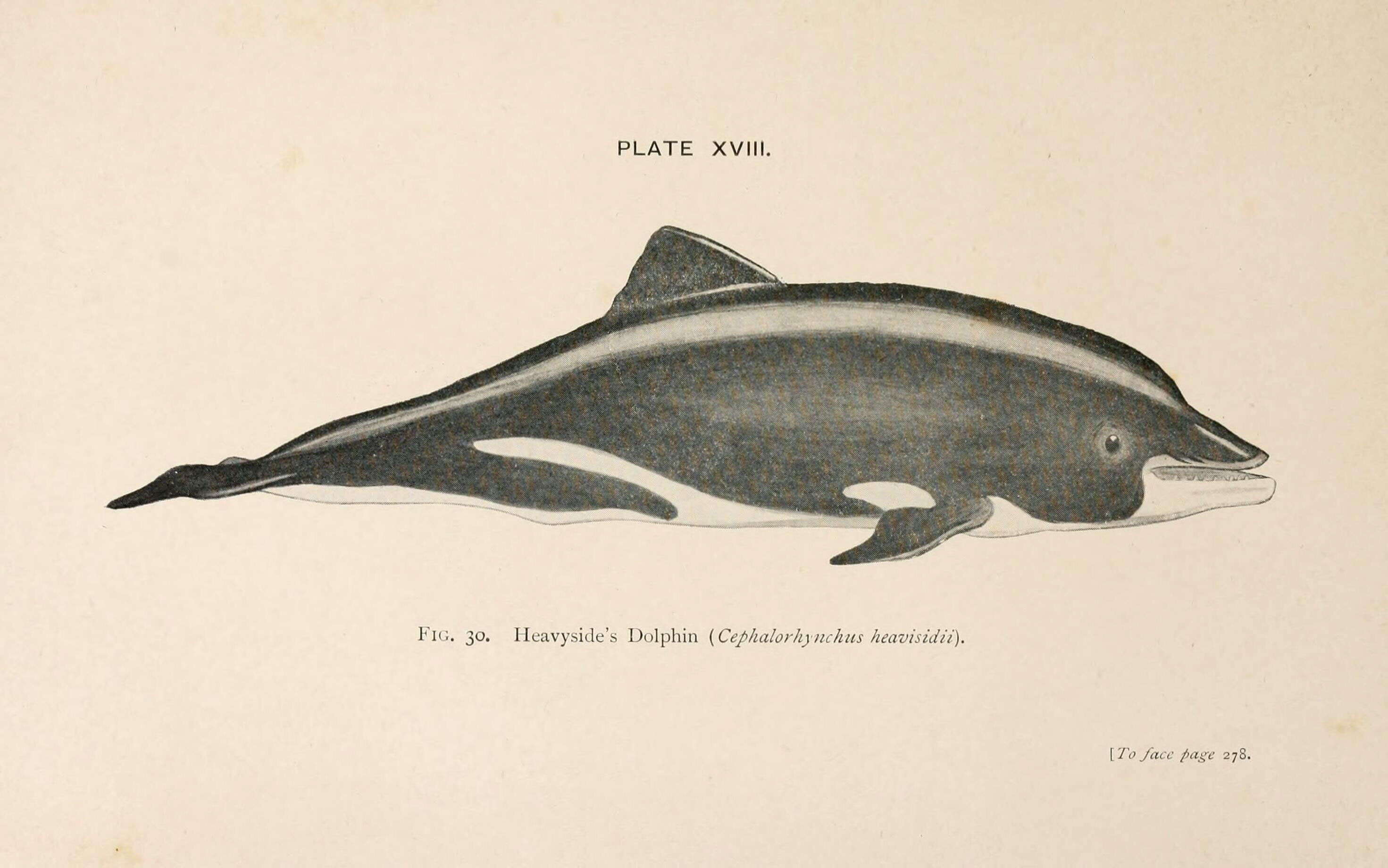 Image of Benguela Dolphin
