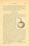 Image of field pumpkin