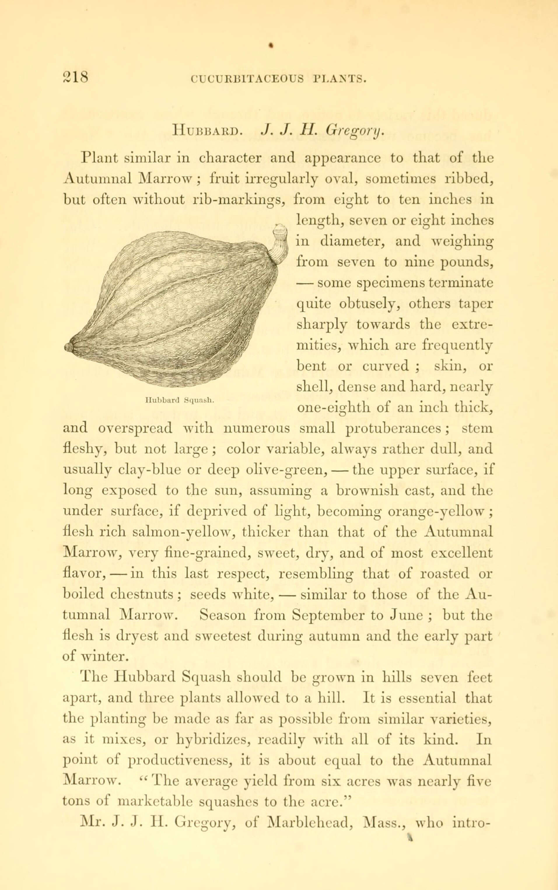 Image of Buttercup Squash