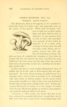 Image of Field Mushroom