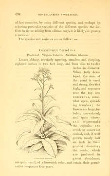 Image of cultivated tobacco