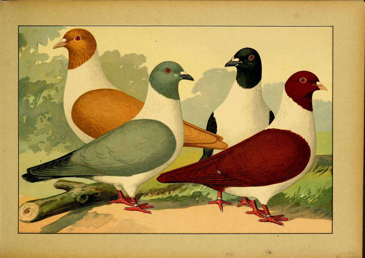 Image of doves