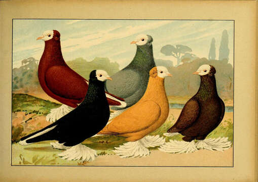 Image of doves