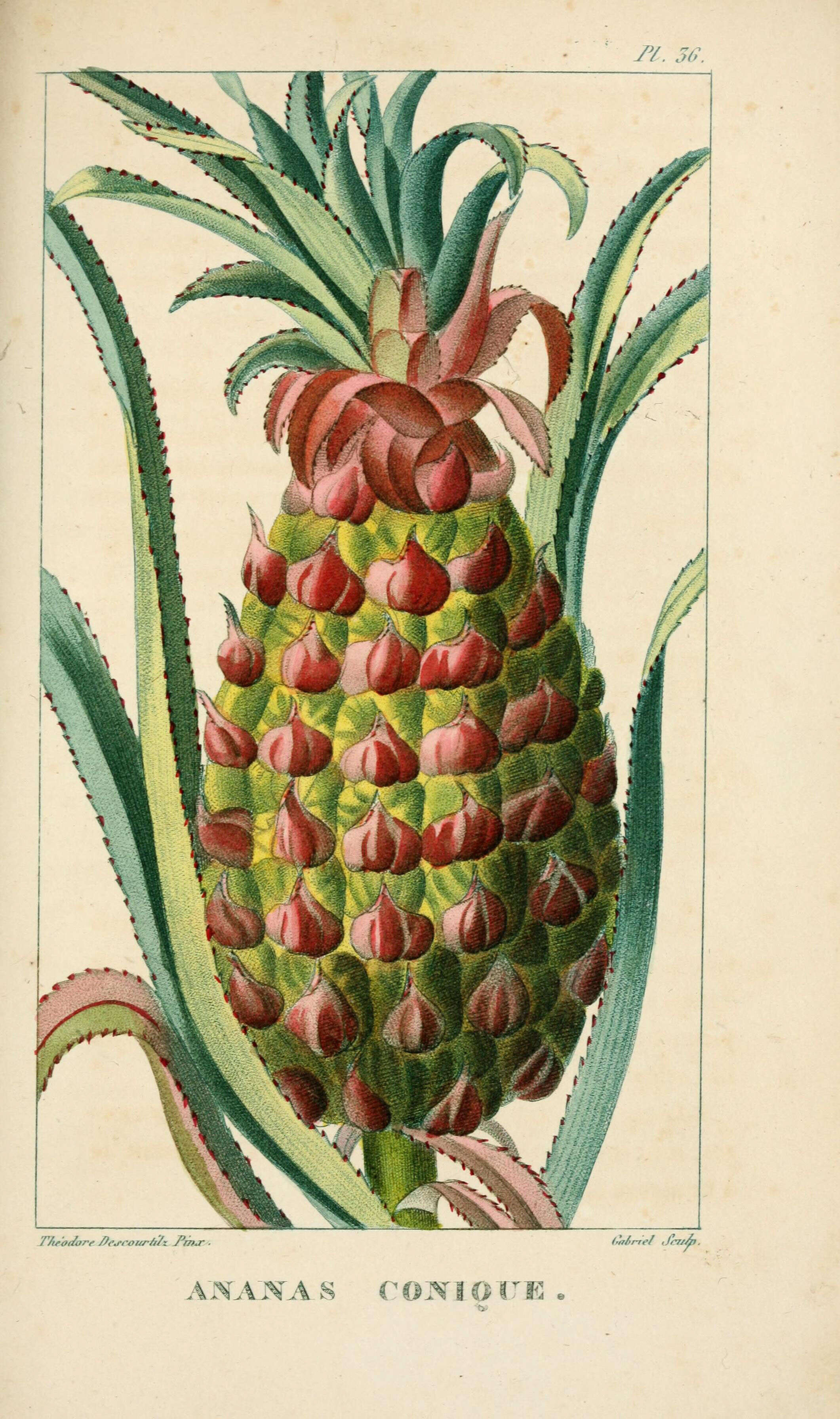 Image of Pineapples