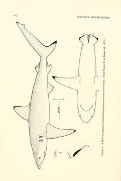 Image of Dusky Shark