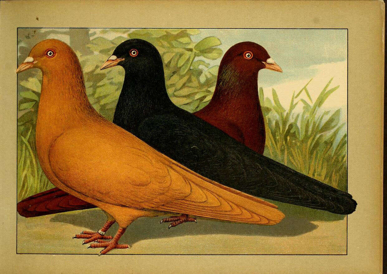 Image of doves