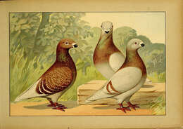 Image of doves