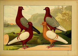 Image of doves