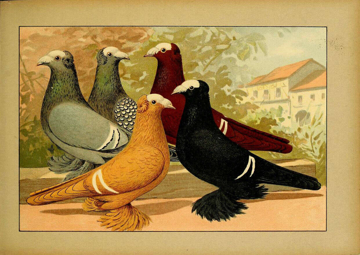 Image of doves