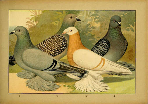 Image of doves