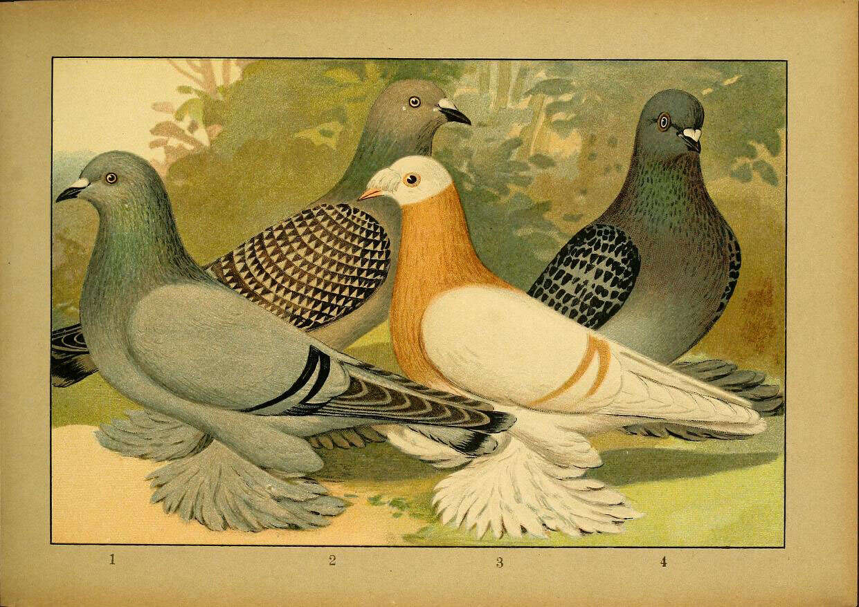Image of doves