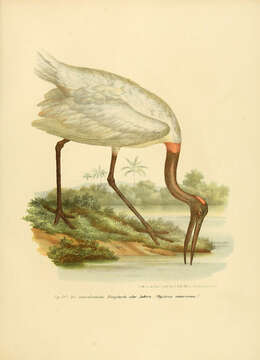 Image of Mycteria Linnaeus 1758