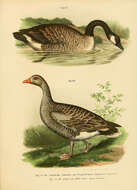 Image of Hawaiian goose