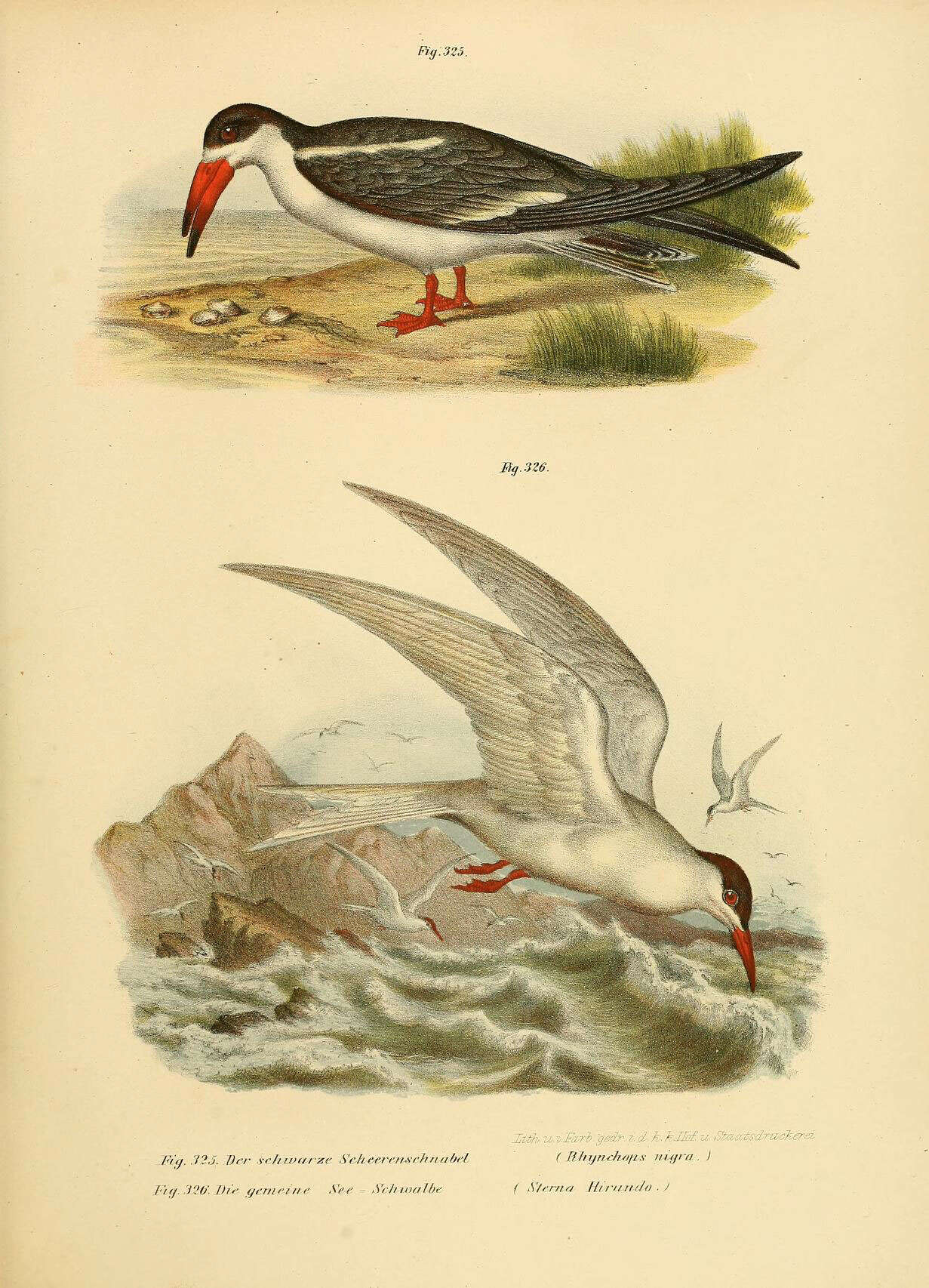 Image of Rynchops Linnaeus 1758