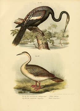 Image of Anhinga