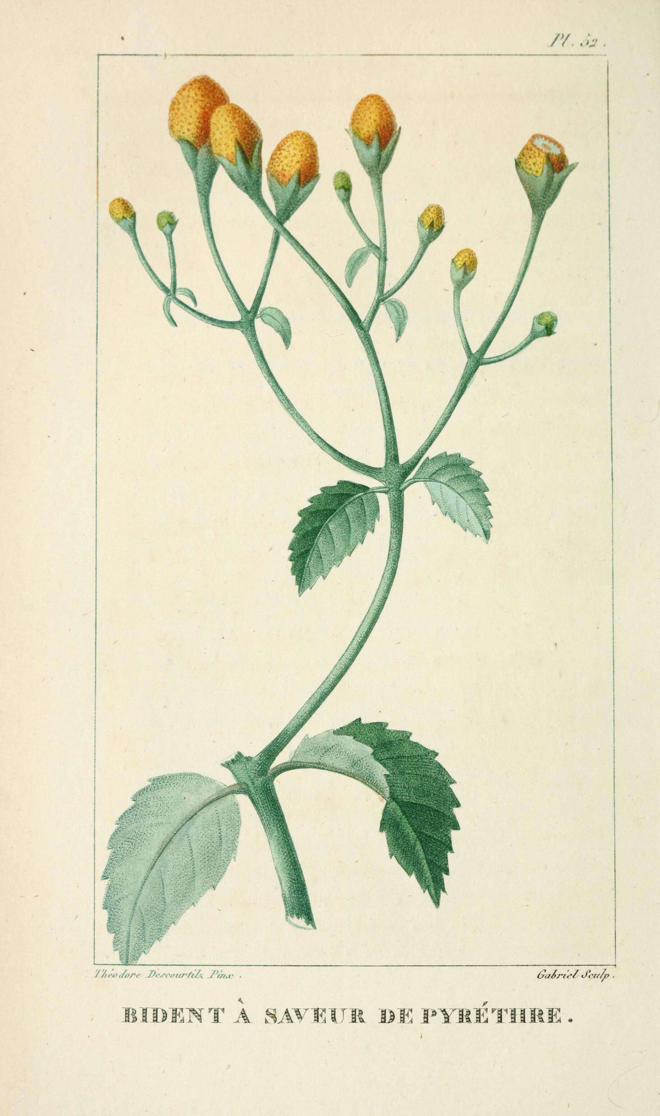 Imagem de Acmella oleracea (L.) R. K. Jansen