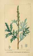 Image of annual ragweed