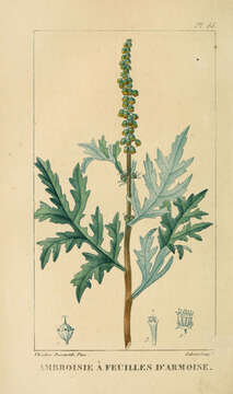 Ambrosia artemisiifolia L. resmi