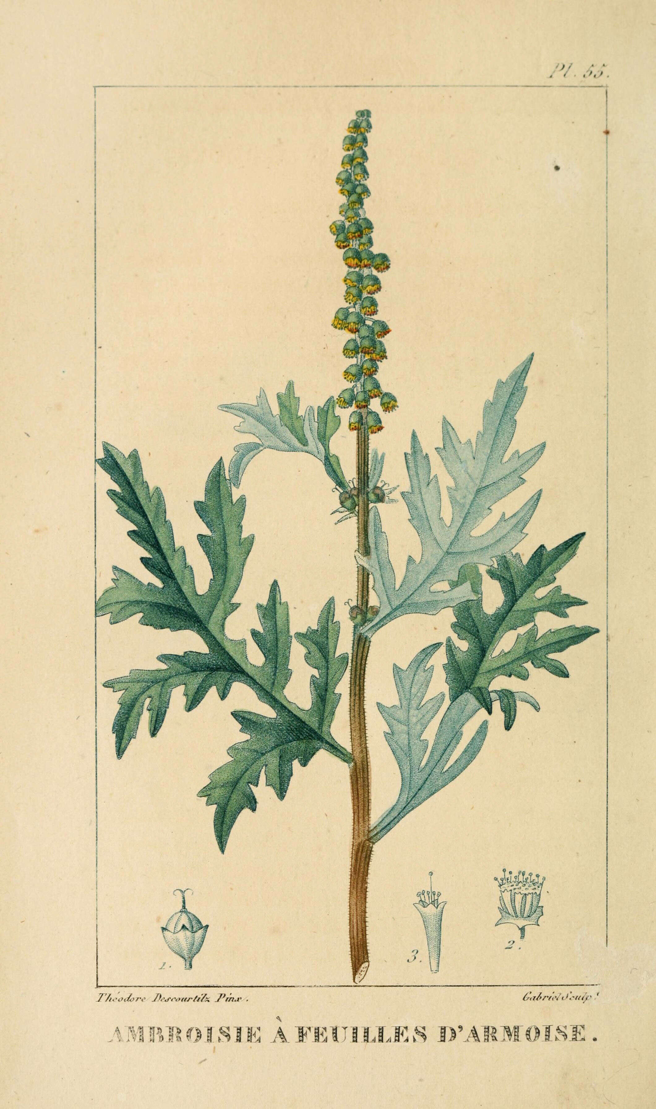 Image of annual ragweed