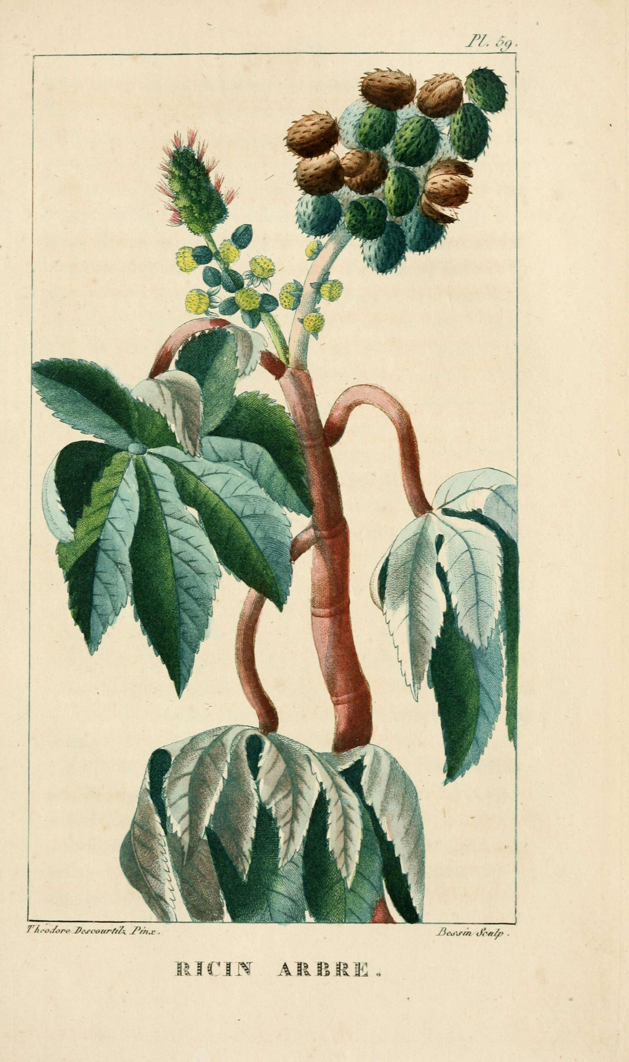 Sivun Ricinus kuva