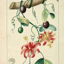 Image of Passiflora perfoliata L.