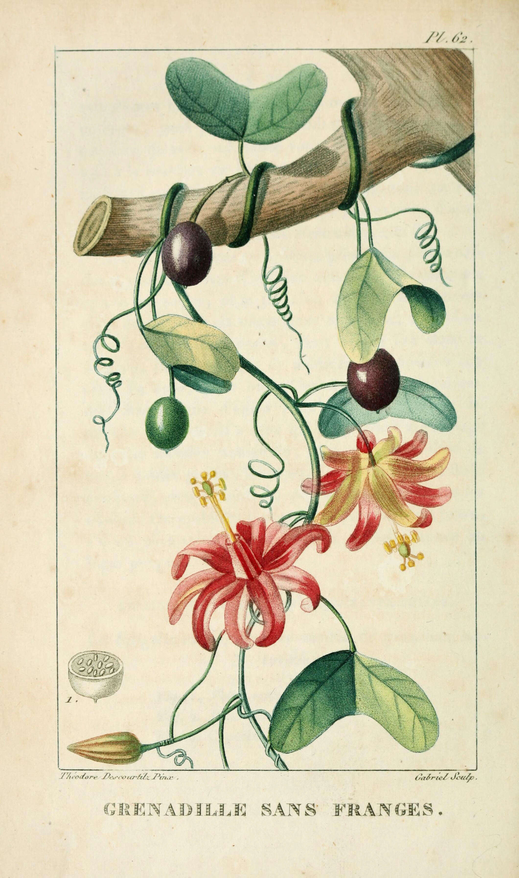 Sivun Passiflora perfoliata L. kuva