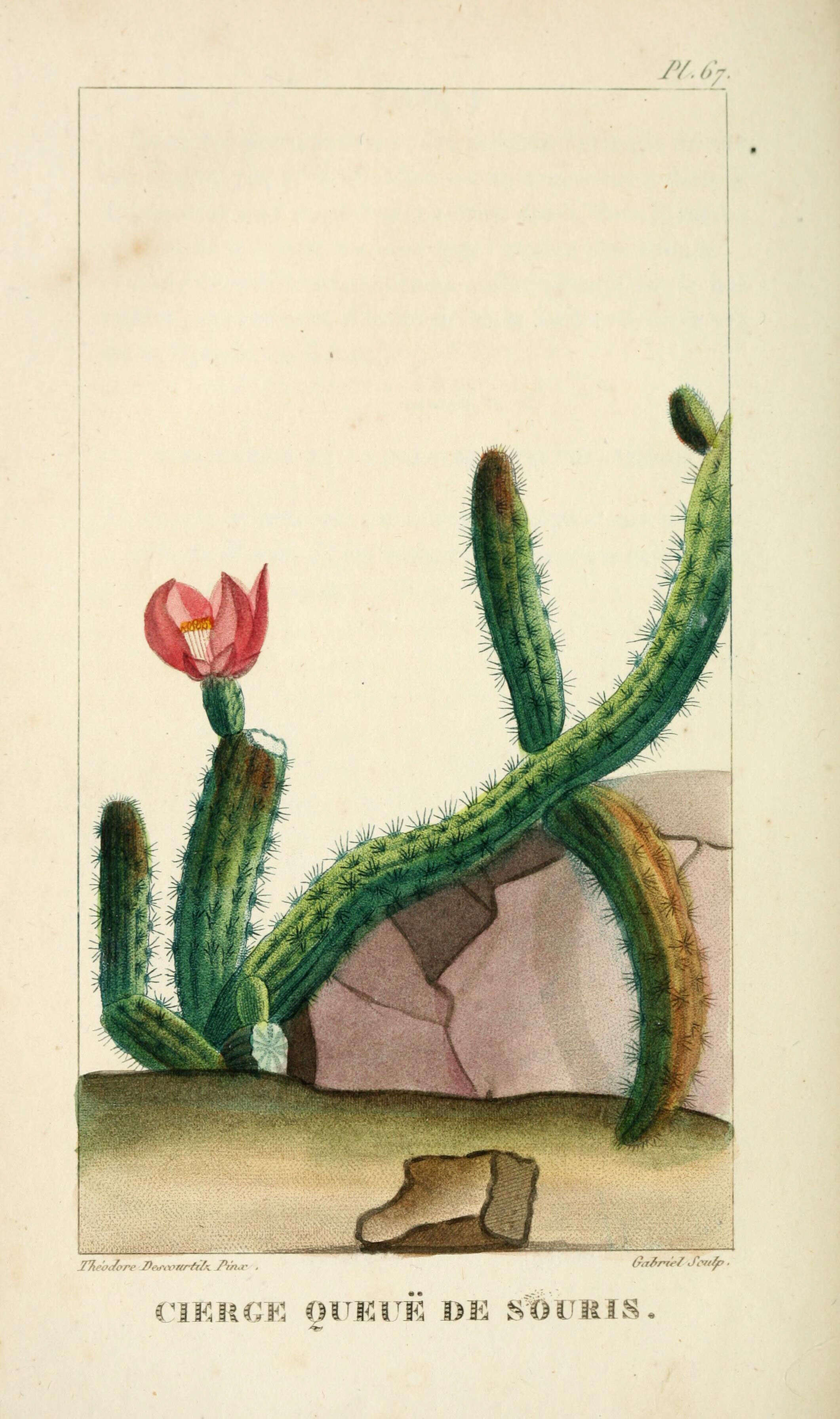 Image of rat-tail cactus