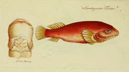 Image of Clingfish
