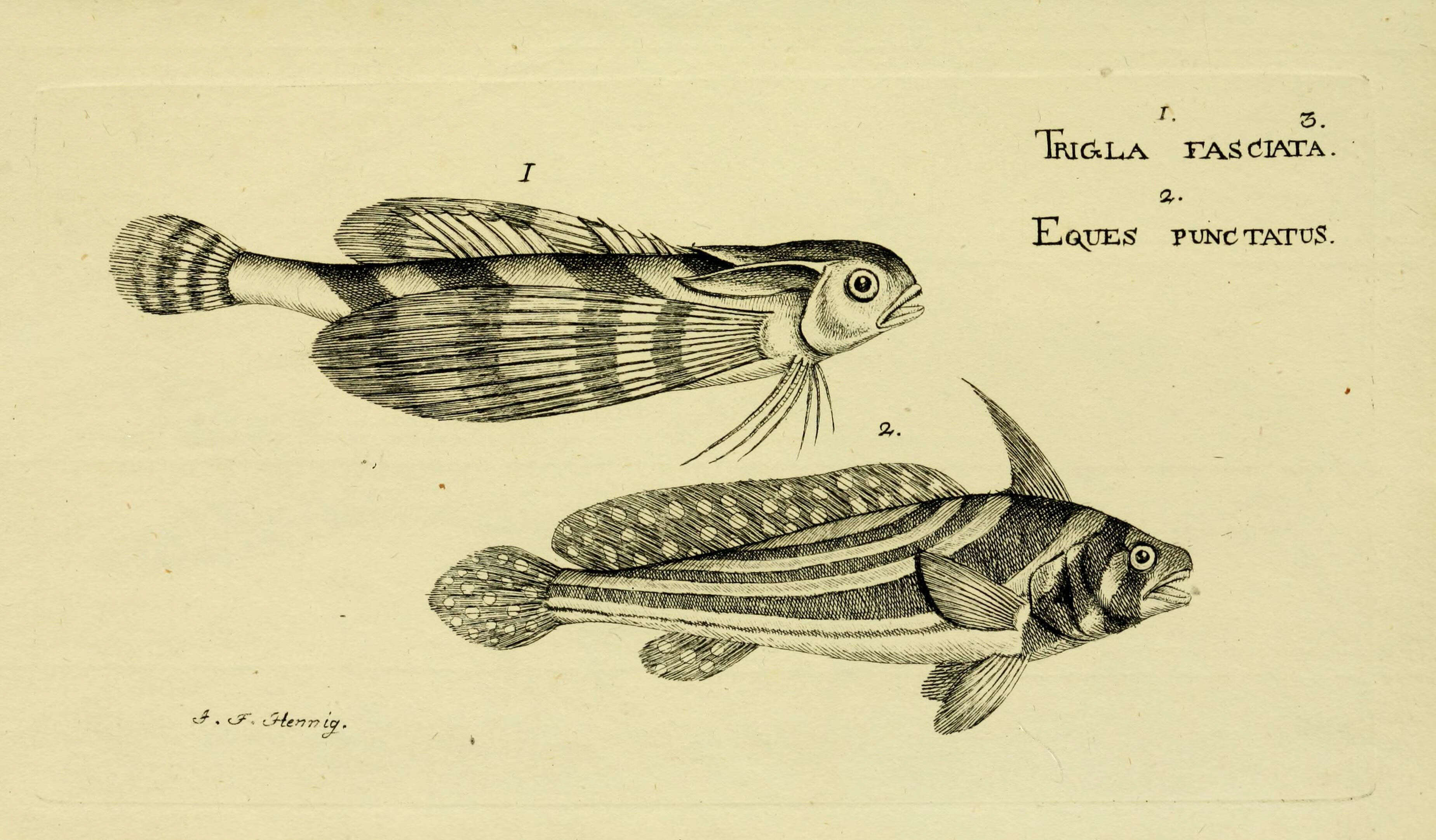 Image of Dactylopterus