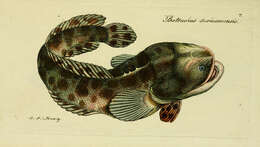 Image of Pacuma Toadfish