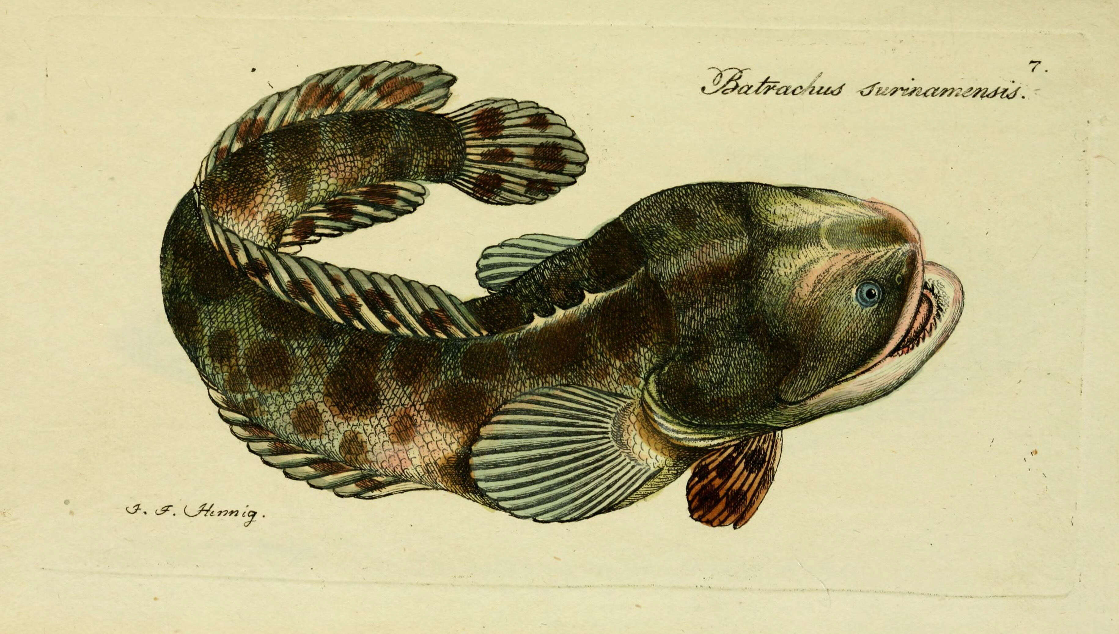 Слика од Batrachoides surinamensis (Bloch & Schneider 1801)