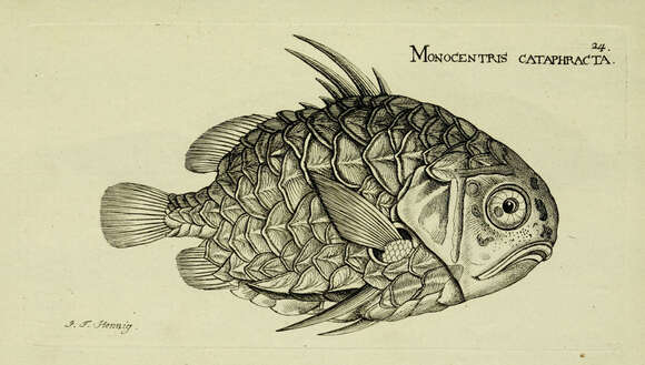 Image of Monocentris