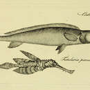 Image of Mormyrus niloticus (Bloch & Schneider 1801)