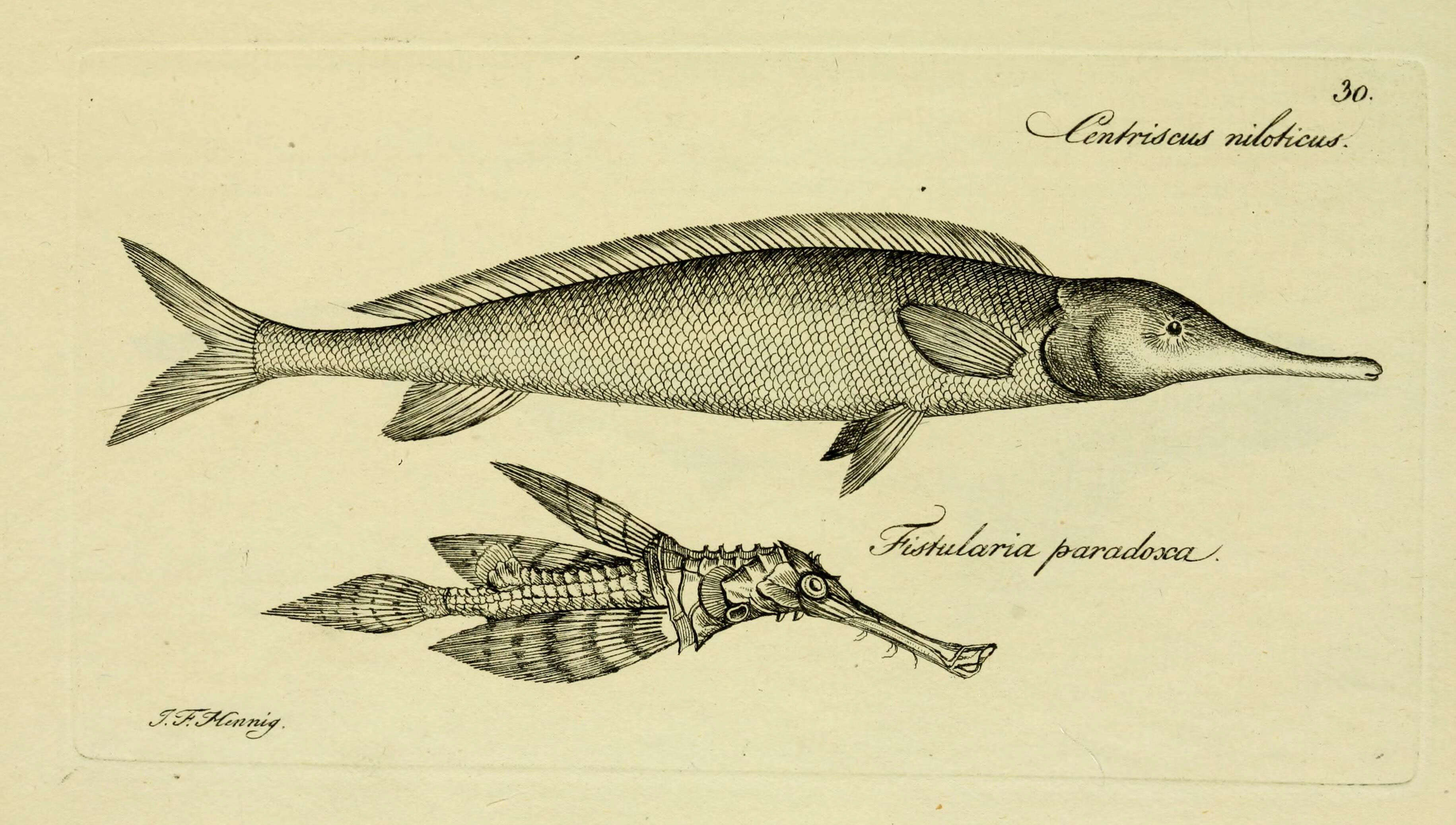 Image of Mormyrus niloticus (Bloch & Schneider 1801)