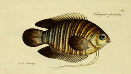 Image of Banded gourami