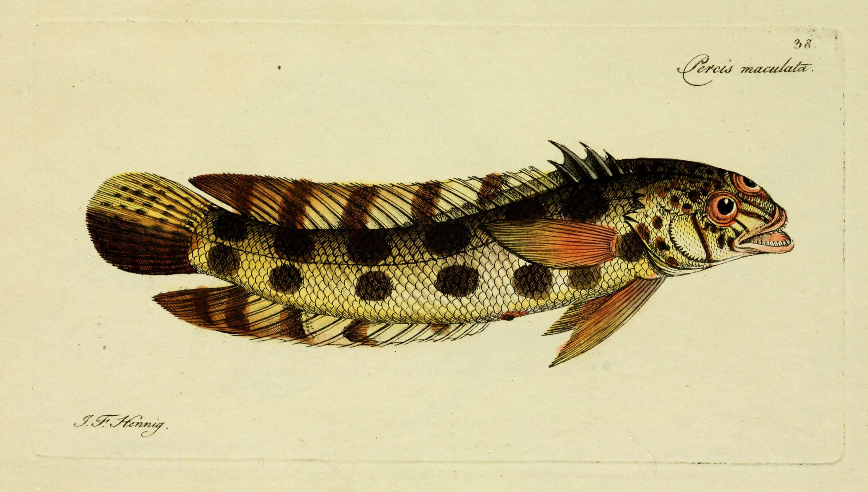 Imagem de Parapercis maculata (Bloch & Schneider 1801)