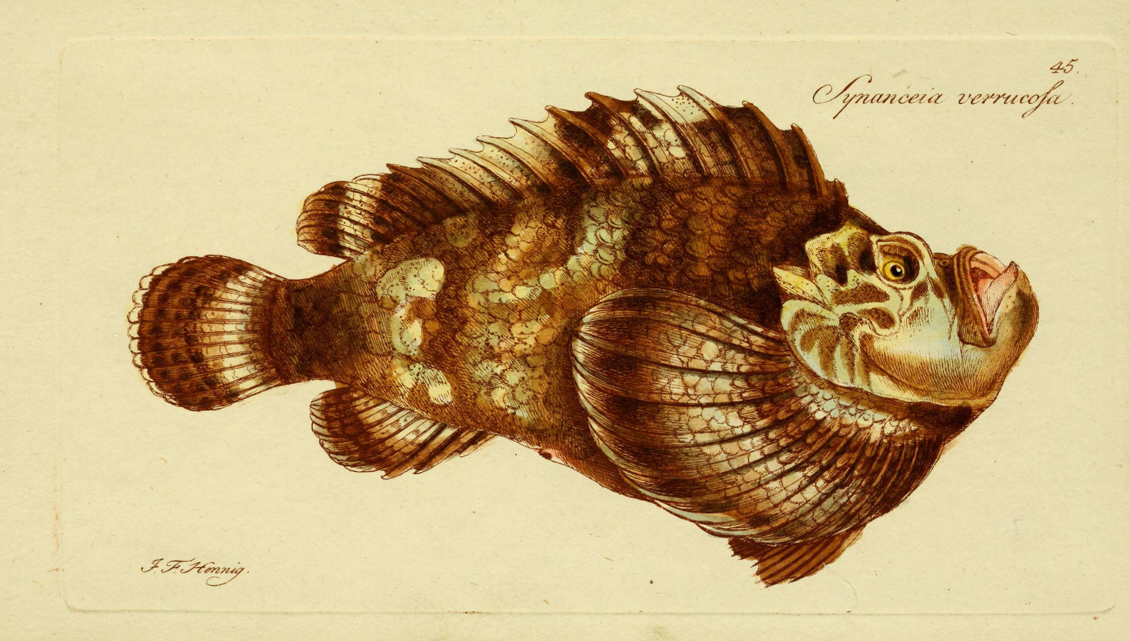 Слика од Synanceia verrucosa Bloch & Schneider 1801