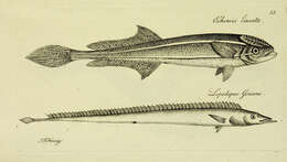 Image of Phtheirichthys