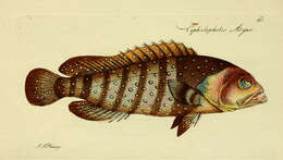 Imagem de Cephalopholis argus Schneider 1801