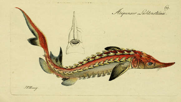 Image of Gulf Sturgeon