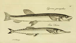 Image of beaked salmons