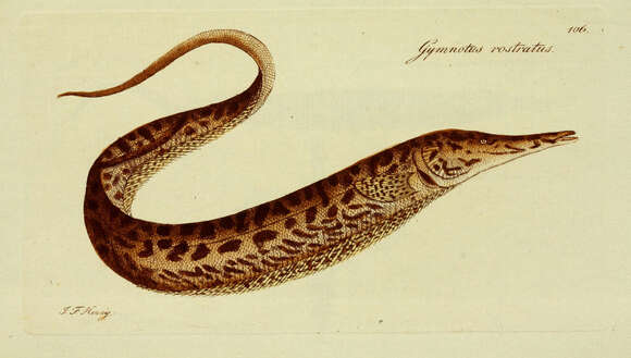 Image of Rhamphichthys rostratus (Linnaeus 1766)