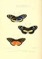 Image de Tithorea tarricina Hewitson 1857
