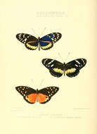 Image of Tithorea tarricina Hewitson 1857