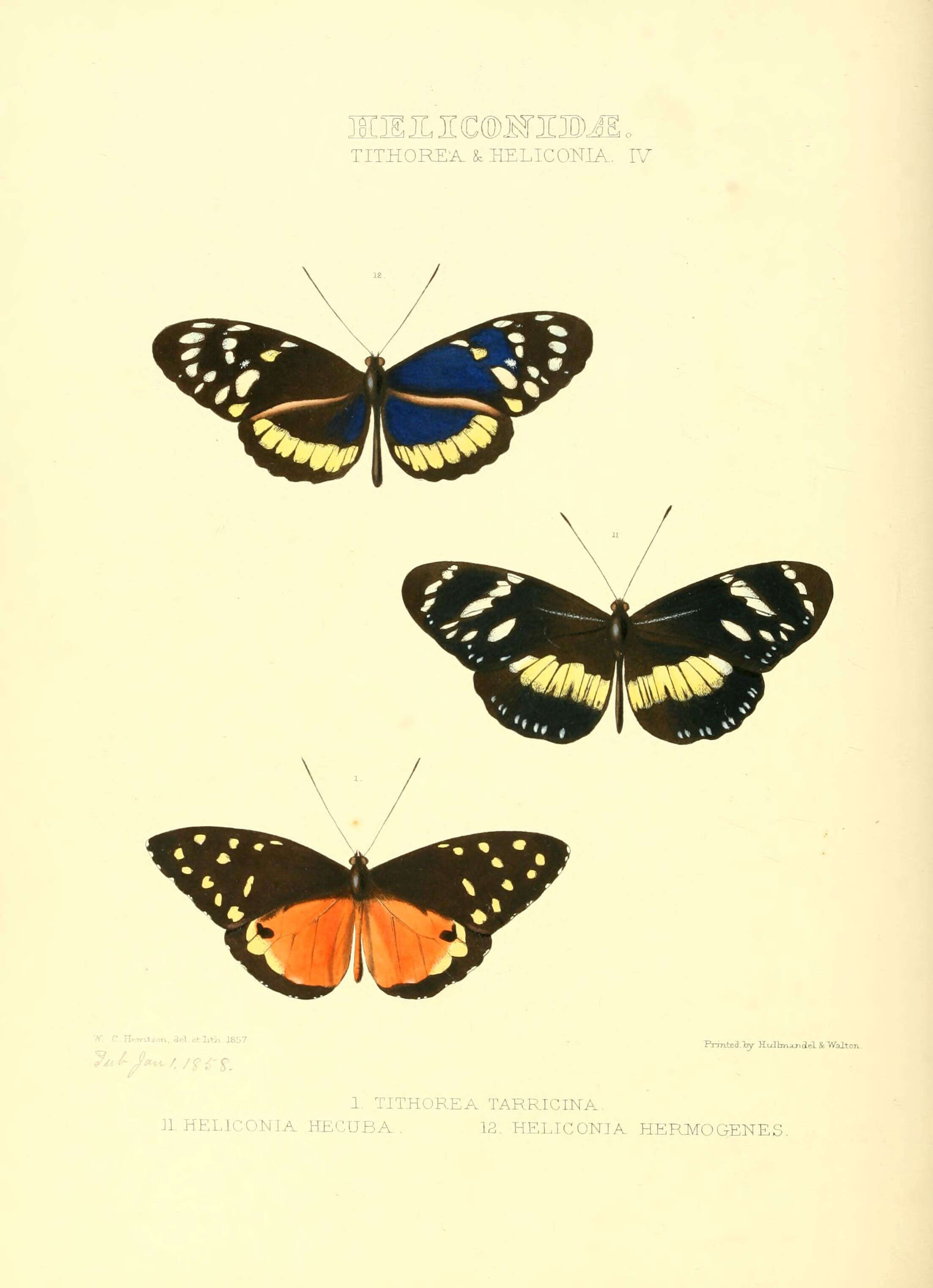 Image of Tithorea tarricina Hewitson 1857