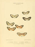 Image of Ithomia derasa Hewitson 1855