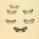 Image of Oleria victorine Guérin 1844