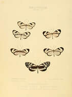 Imagem de Oleria victorine Guérin 1844