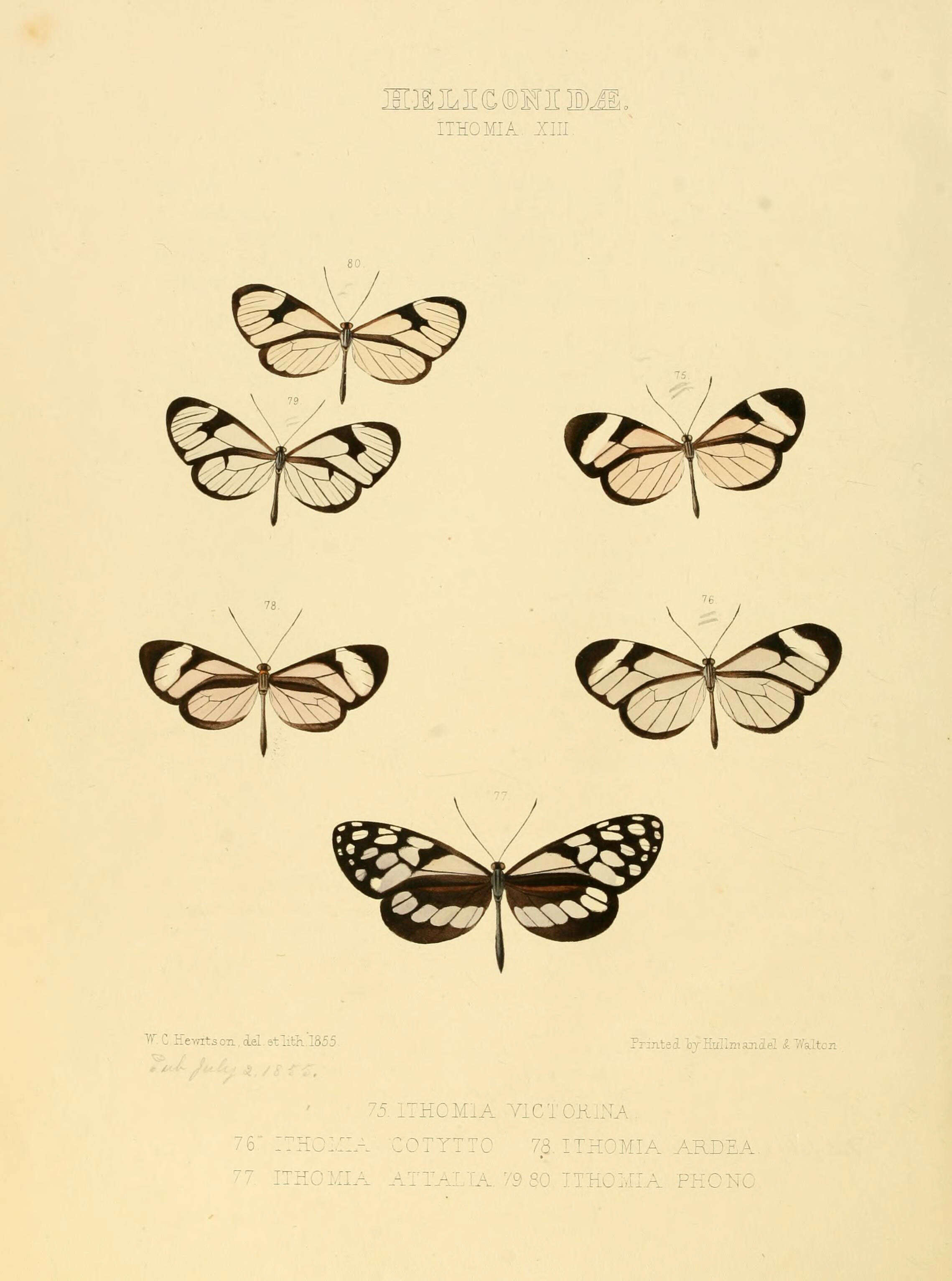 Image de Oleria victorine Guérin 1844