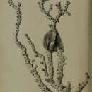 Image of Pleurocorallium johnsoni (Gray 1860)